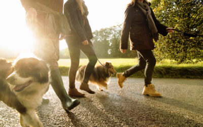 Amazing Benefits of Walking Your Dog Every Day